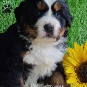 ARCHER, Bernese Mountain Dog Puppy