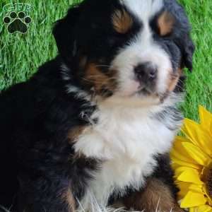 ARCHER, Bernese Mountain Dog Puppy