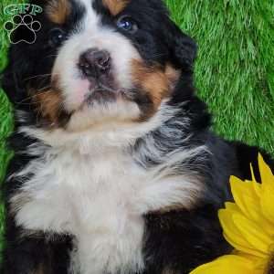 ARCHER, Bernese Mountain Dog Puppy