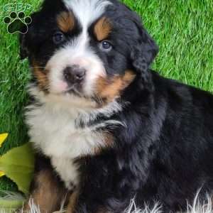 ARCHER, Bernese Mountain Dog Puppy