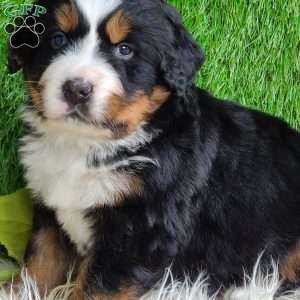 ARCHER, Bernese Mountain Dog Puppy