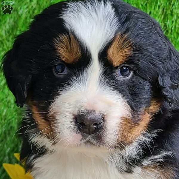 ARCHER, Bernese Mountain Dog Puppy