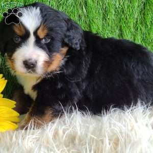 ARCHER, Bernese Mountain Dog Puppy