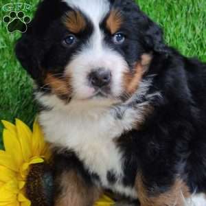 ARCHER, Bernese Mountain Dog Puppy