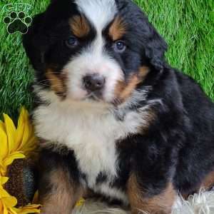 ARCHER, Bernese Mountain Dog Puppy