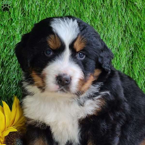 ARCHER, Bernese Mountain Dog Puppy