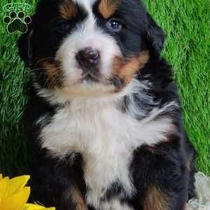 SUGAR, Bernese Mountain Dog Puppy