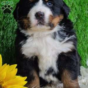 SUGAR, Bernese Mountain Dog Puppy