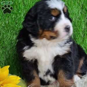 SUGAR, Bernese Mountain Dog Puppy