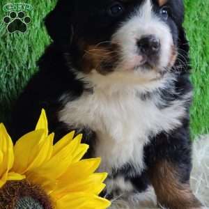 SUGAR, Bernese Mountain Dog Puppy