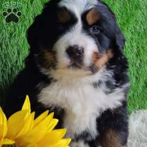 SUGAR, Bernese Mountain Dog Puppy