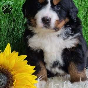 SUGAR, Bernese Mountain Dog Puppy