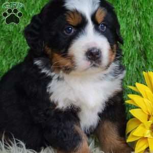 SUGAR, Bernese Mountain Dog Puppy