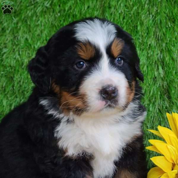 SUGAR, Bernese Mountain Dog Puppy