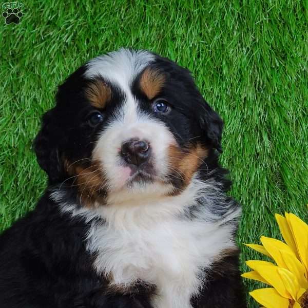 SUGAR, Bernese Mountain Dog Puppy