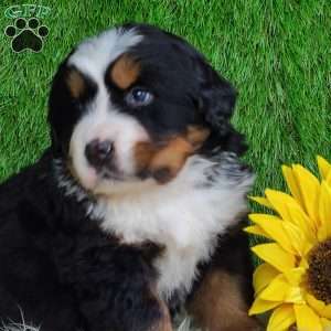 SUGAR, Bernese Mountain Dog Puppy
