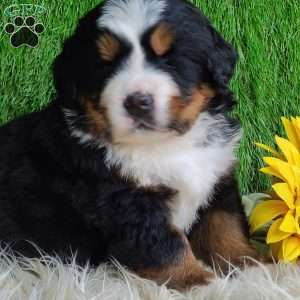 SUGAR, Bernese Mountain Dog Puppy