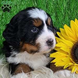 SUGAR, Bernese Mountain Dog Puppy