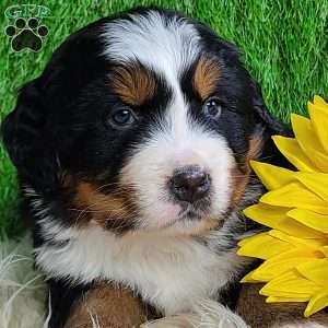 SUGAR, Bernese Mountain Dog Puppy