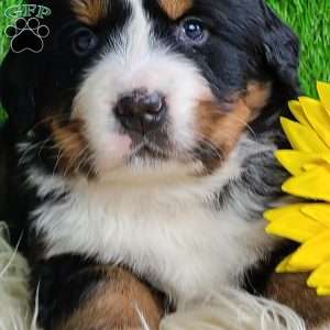 SUGAR, Bernese Mountain Dog Puppy
