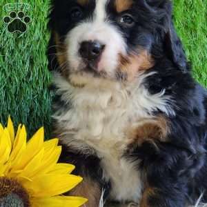 BESO, Bernese Mountain Dog Puppy