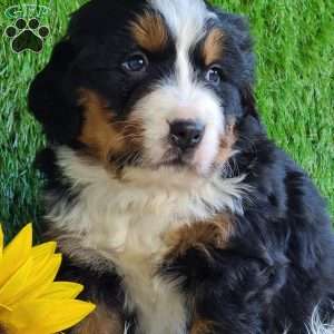 BESO, Bernese Mountain Dog Puppy