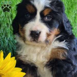 BESO, Bernese Mountain Dog Puppy