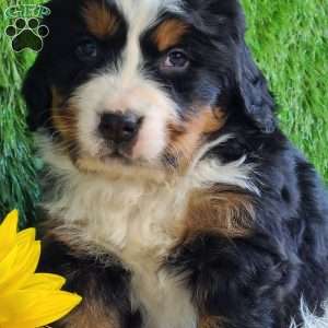 BESO, Bernese Mountain Dog Puppy