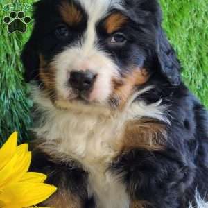 BESO, Bernese Mountain Dog Puppy
