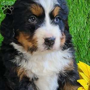 BESO, Bernese Mountain Dog Puppy