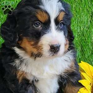 BESO, Bernese Mountain Dog Puppy