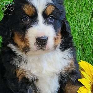 BESO, Bernese Mountain Dog Puppy