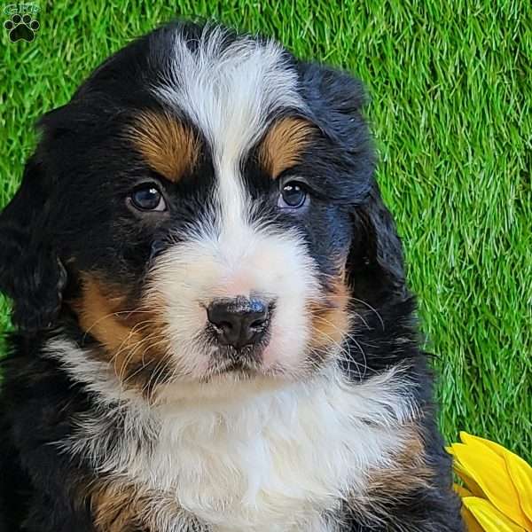 BESO, Bernese Mountain Dog Puppy