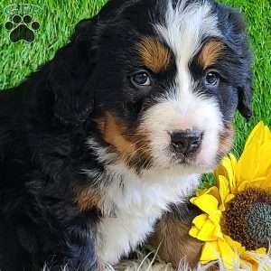 BESO, Bernese Mountain Dog Puppy