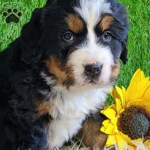 BESO, Bernese Mountain Dog Puppy