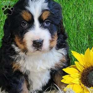 BESO, Bernese Mountain Dog Puppy