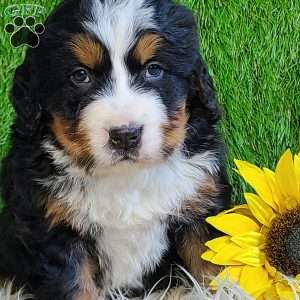 BESO, Bernese Mountain Dog Puppy