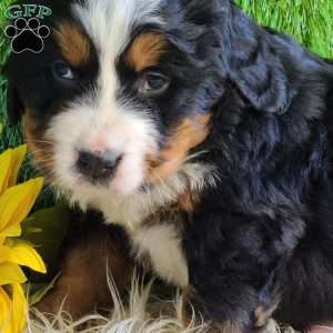 BESO, Bernese Mountain Dog Puppy