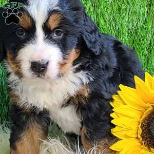 BESO, Bernese Mountain Dog Puppy