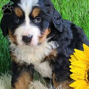 BESO, Bernese Mountain Dog Puppy