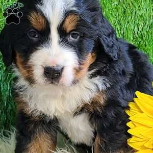 BESO, Bernese Mountain Dog Puppy