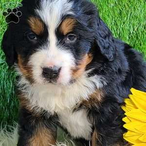 BESO, Bernese Mountain Dog Puppy