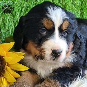 BESO, Bernese Mountain Dog Puppy