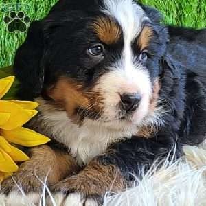 BESO, Bernese Mountain Dog Puppy