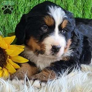 BESO, Bernese Mountain Dog Puppy