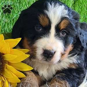 BESO, Bernese Mountain Dog Puppy