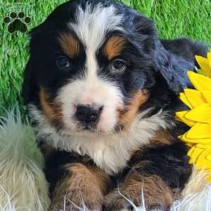 BESO, Bernese Mountain Dog Puppy