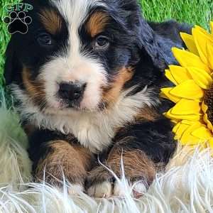 BESO, Bernese Mountain Dog Puppy