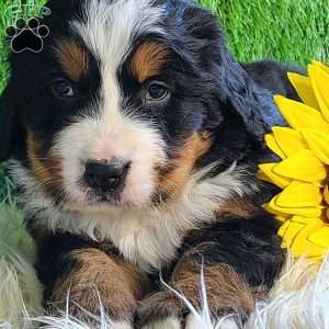 BESO, Bernese Mountain Dog Puppy