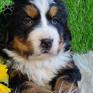 BESO, Bernese Mountain Dog Puppy